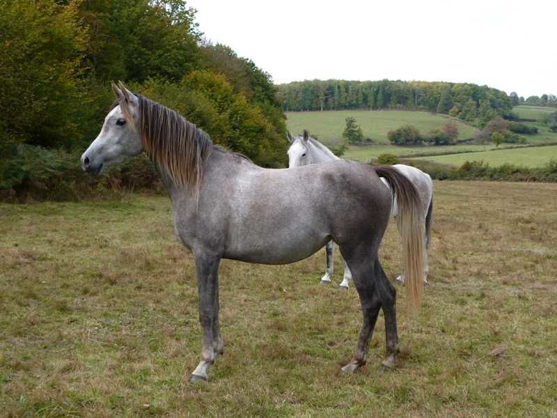 Album - poulains d'Europe's Padron - Europe's Padron foals 