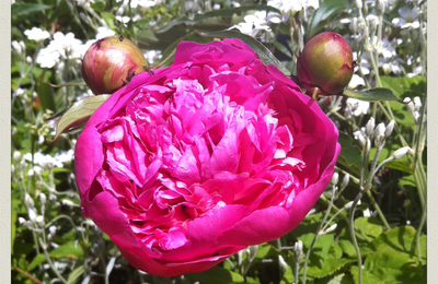 De l'opulence des pivoines
