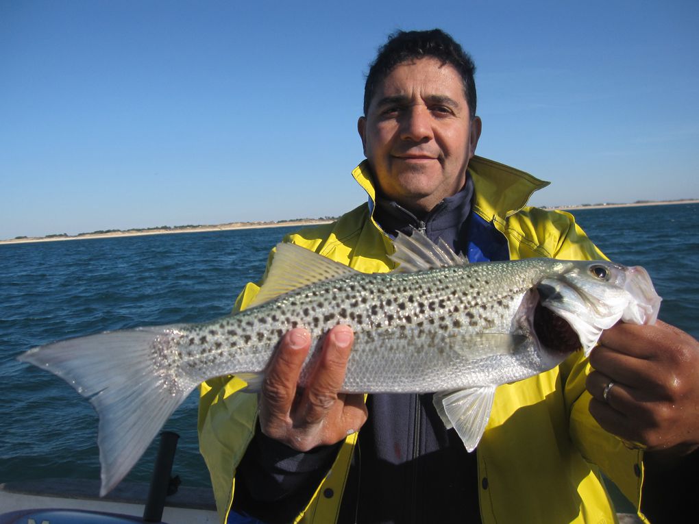 Les derniers poissons de l'année, bars et maigres de fin de saison 2011....