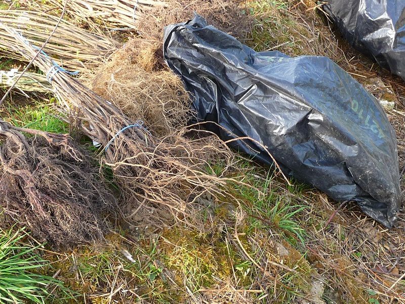 Les Vadrouilleux et chasseurs plantent des arbustes dans la cavée d'Embreville