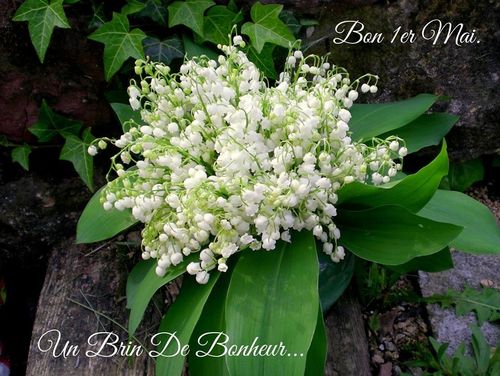 Photo Brin De Muguet A Telecharger