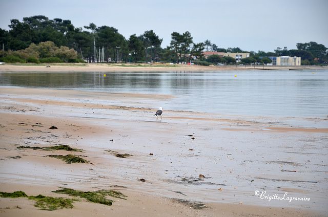 Un après-midi de printemps au Bassin d'Arcachon