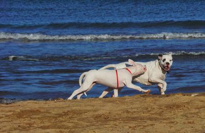 Vacances à Noël avec mes dogos