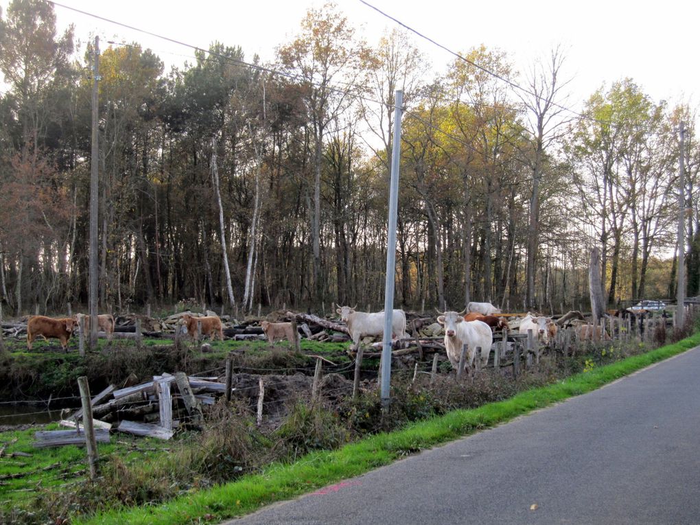 balades à vélo