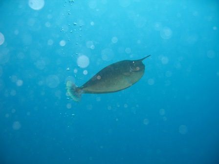 La faune et la flore sous-marine rencontrées lors de nos plongées sur le Phare Amédée à Nouméa(Nouvelle-Calédonie)