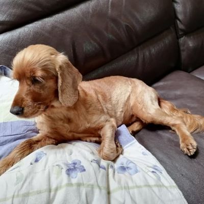 Ozie, famille trouvée !