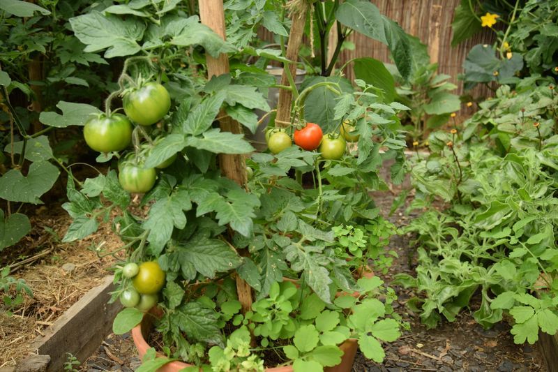 Tomate précoce sanka