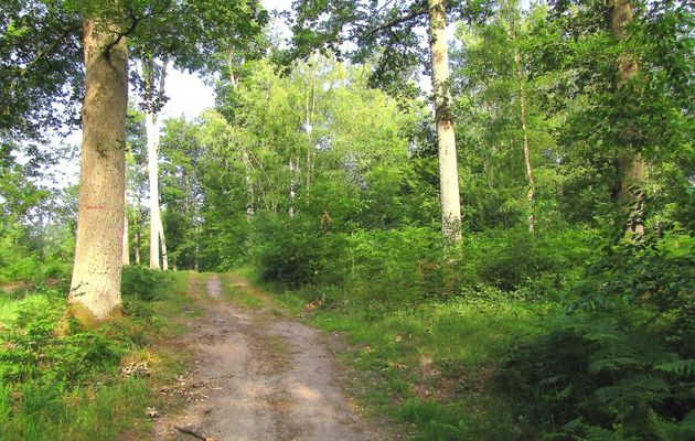 carrefour_Chemin du Fau Bidaud_Sentier (parcelle 180)