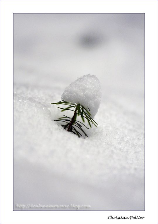 Ferme comtoise et forêt de sapin dans la neige.