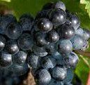 #Red Blend Wine Producers Pennsylvania Vineyards page 3