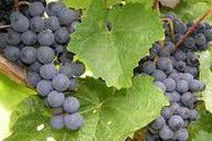 #Dornfelder Producers Central Valley California Vineyards 