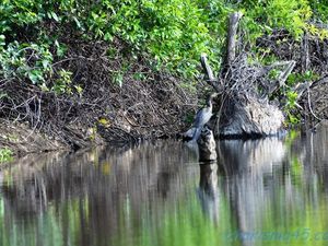 Pantanal Wilderness (Brésil en  camping-car)