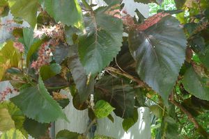 La fleur du mercredi : l'Acalypha wilkesiana