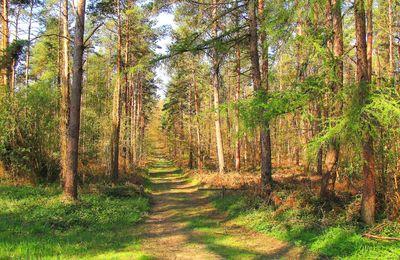 la Forêt de Laigue en couleurs (le printemps)