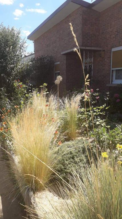 Nous avons subi la sécheresse en juillet , respecté les restrictions d'eau et voici notre jardin avec les fleurs et vivaces choisies justement pour résister au changement de climat.  La pancarte nous l avons posée pour attirer l oeil des juges lors du concours des jardins fleuris car chez nous peu importe si nous avons quelques herbes sèches ou quelques herbes adventices, la nature y est protégée et toute vie respectée ! Notre jardin est un jardin vivant ! 