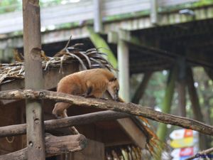 Zoo de Beauval en camping-car (Voyages en camping-car)