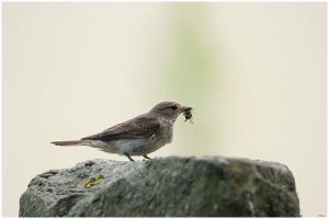 gobemouche et son jeune - 3 août 2017