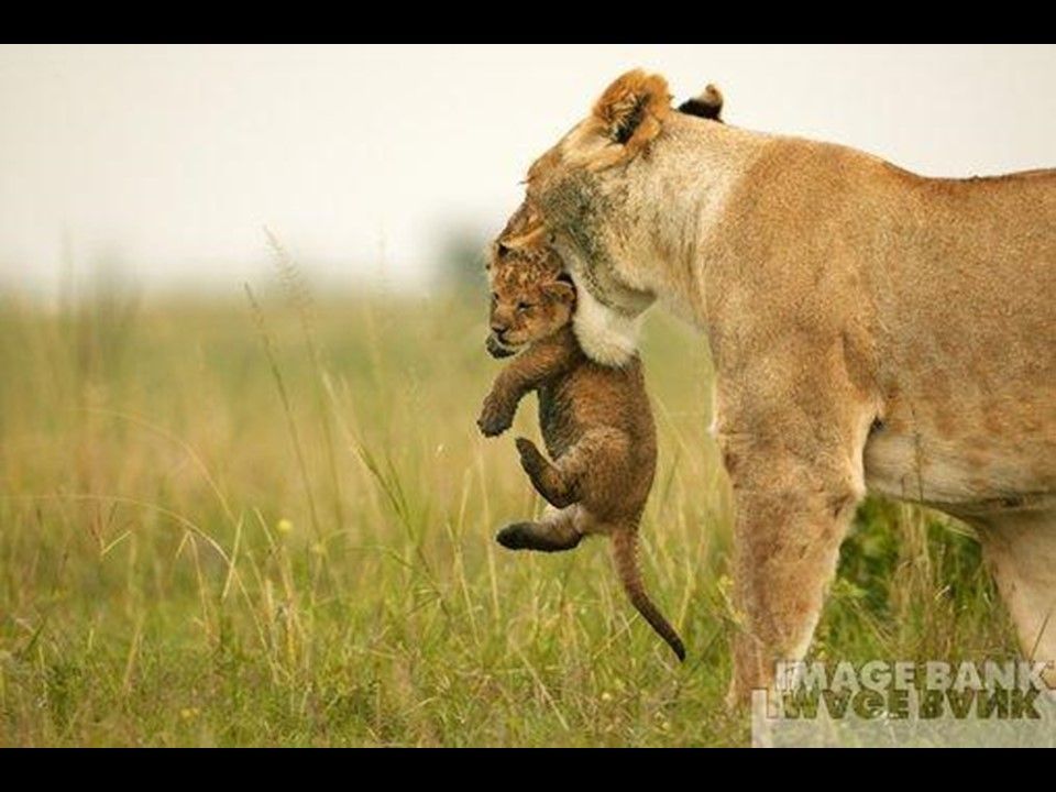 Divers - Les Mamans 2-