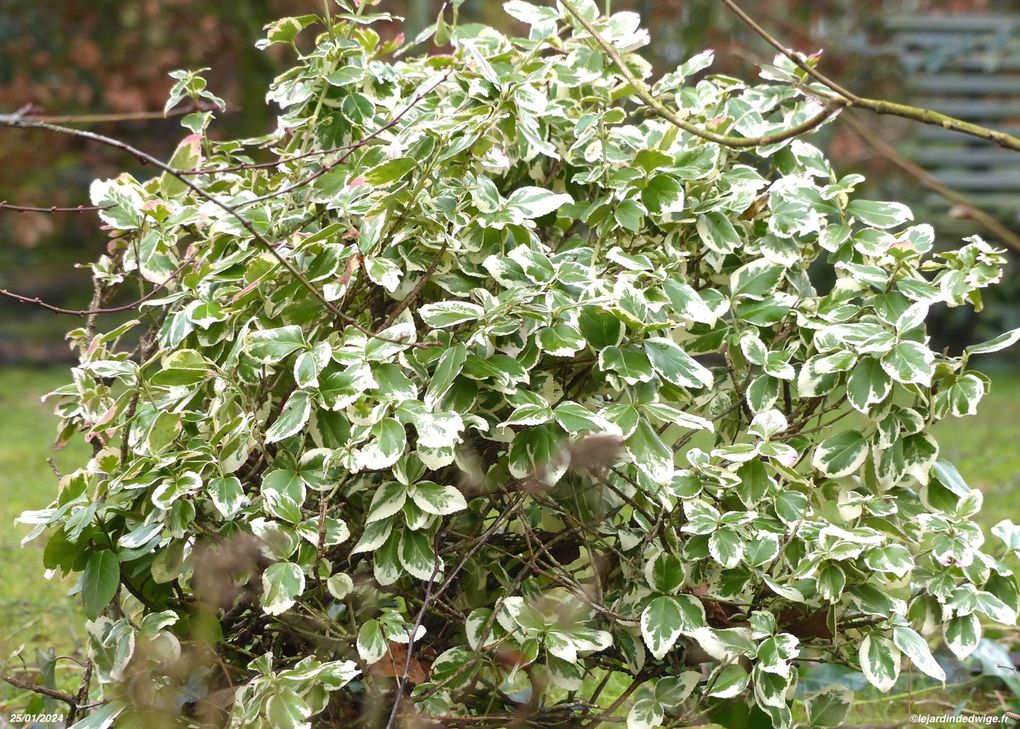 Fusain de Fortune 'Emerald Gaiety'- Euonymus fortunei 'Emerald Gaiety'