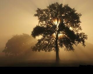 Comment fortifier les arbres ?