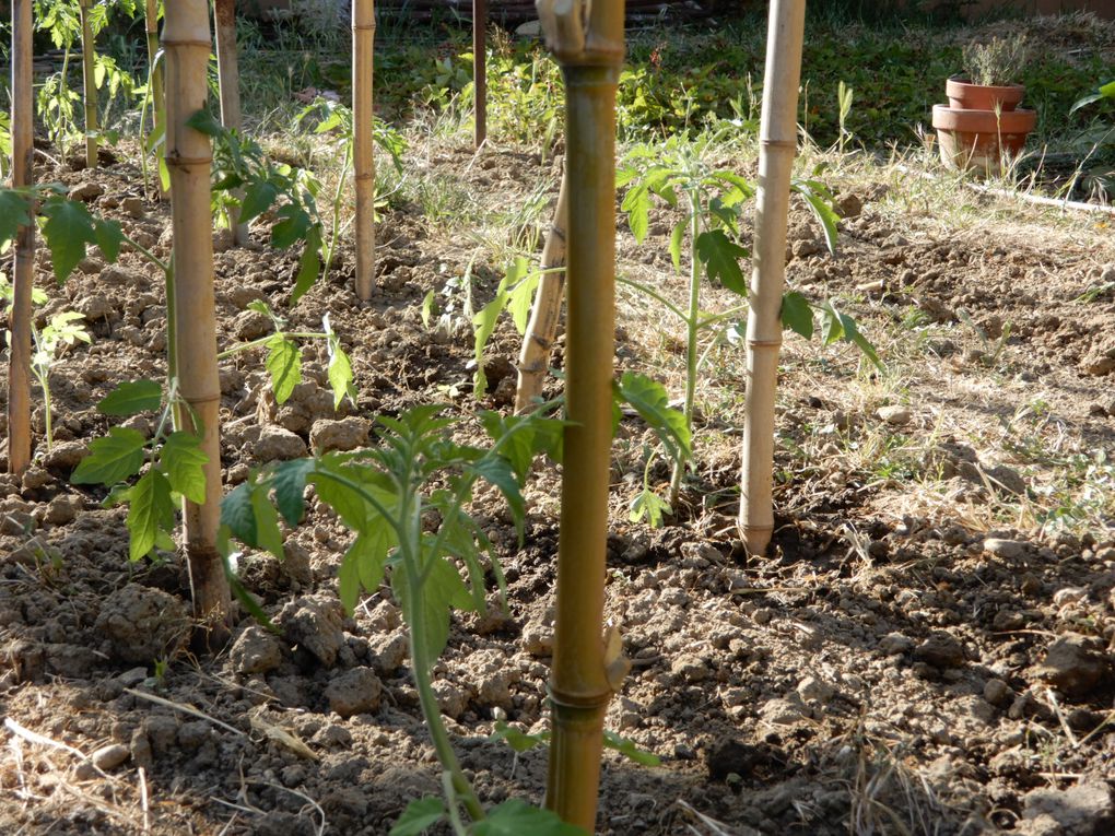 Affluence au potager