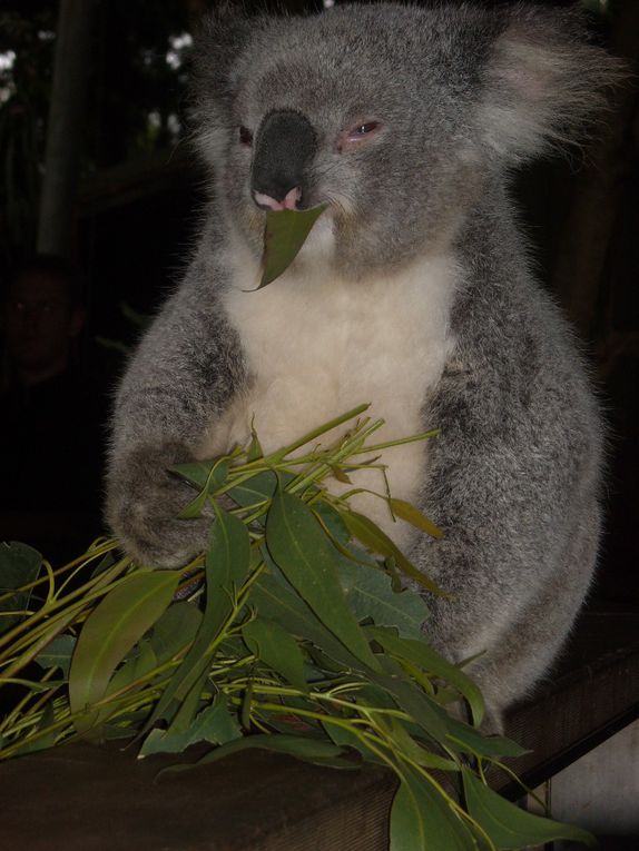 Album - The Koala Park