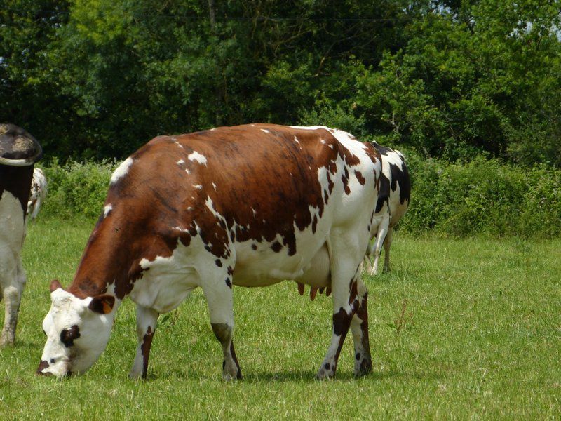 &quot;Visites culturelles&quot; à la Ferme...