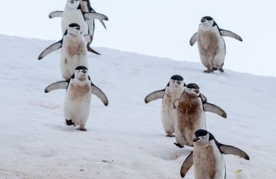 En Antarctique, des populations de manchots en train de disparaître