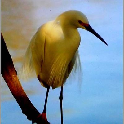 Les oiseaux - aigrette