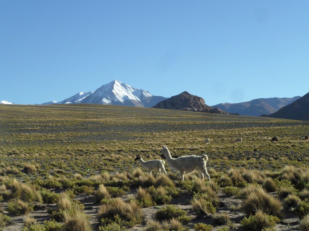 de Salta (Arg) a San Pedro, en passant ppar les salars d'Uyuni en Bolivie : 2 semaines de photos !