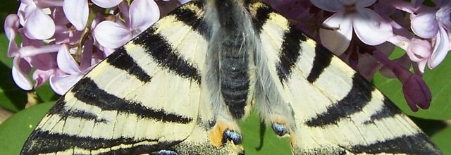 Photo papillon Flambe Iphiclides podalirius