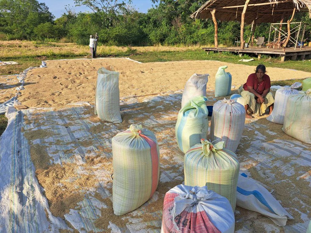 Le Sri-Lanka : Une perle de l'Océan Indien à découvrir