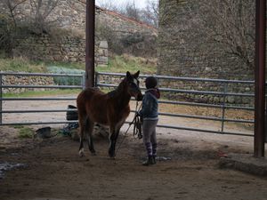 Désensibilisation à la baguette, le cheval doit rester immobile tout en étant attentif à ce que sa meneuse fait. A gauche Estéban et Alice, à droite Epice et Sophie