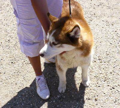 EXPOSITIONS CANINES 2011 Akita inu / shiba inu / spitz / loulous / loups / chiens du groupe 5 / chiens nordiques / chiens rares / beaux chiens