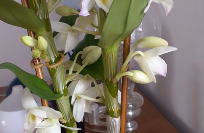 Orchidées multiples