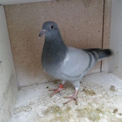 Pigeonneaux à vendre