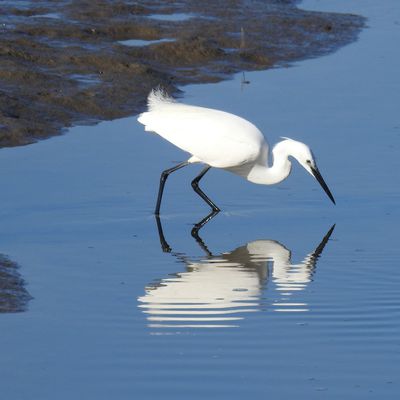 Libre et belle comme une aigrette garzette...