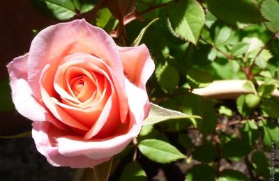 Un bouquet de rose...