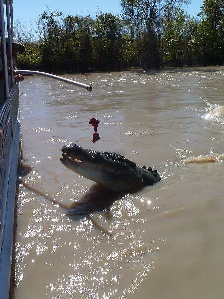 Album - 43 Jumping Crocs and Litchfield National Park