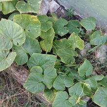 Mes cornichons maison #Lesjardind'Orande 