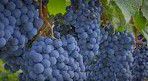 #Red Niagara Producers Pennsylvania Vineyards