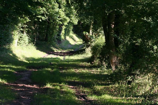 Balade dans la campagne du pays fort que j'aime sillonner et y retrouver un peu de mon enfance.