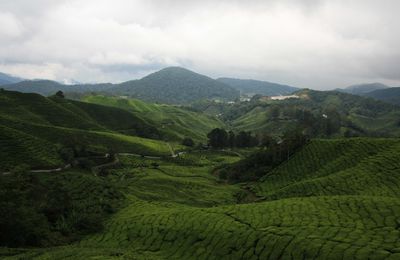 First WE in Malaysia: Cameron Highlands