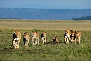 Un bonjour très léonin du Serengeti (Tanzanie) à vous toutes et tous ! Passez une excellente journée ! :)
