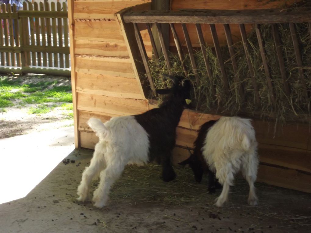 La nouvelle mini ferme ouverte en 2012, elle accueille des moutons, chèvres, colombes, porcs, poules et autres volailles.