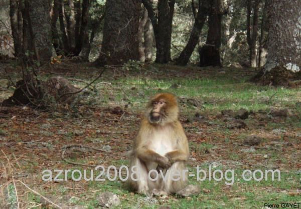 macaques de Barbarie (Macaca sylvanus) ou singe magot, dans une forêt de cèdres du moyen-Atlas marocain