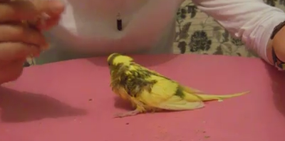 Hypnose sur perruche nouvelle vidéo!