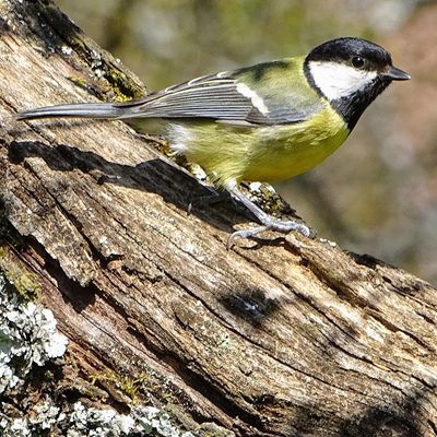 Chants d’oiseaux, leçon 13