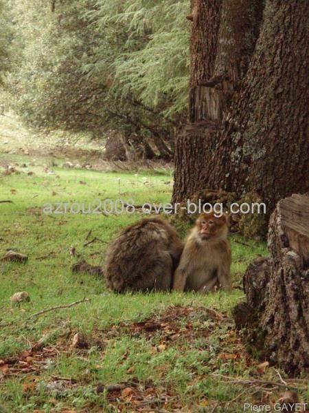 macaques de Barbarie (Macaca sylvanus) ou singe magot, dans une forêt de cèdres du moyen-Atlas marocain