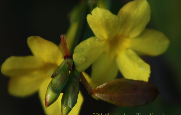 Petites Fleurs.. encore...